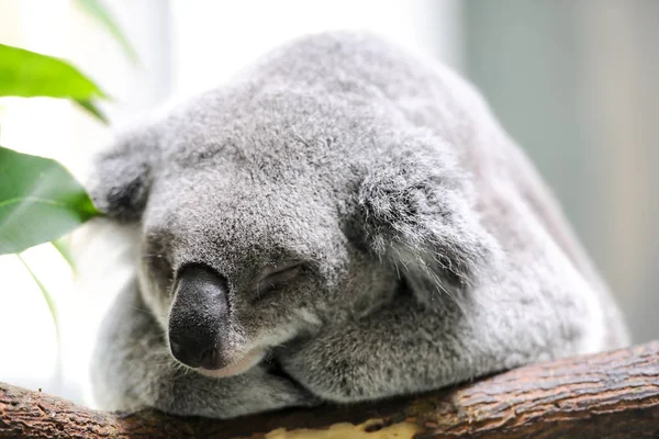 Śpiące koala zbliżenie — Zdjęcie stockowe