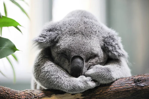 Спящий коала крупным планом — стоковое фото