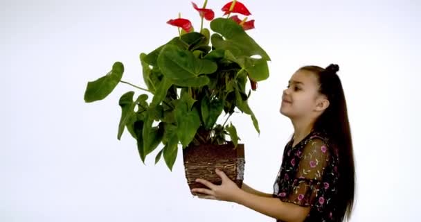 Muchacha Muestra Examina Una Flor Una Olla Marrón Sobre Fondo — Vídeo de stock