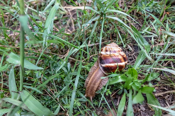 Large grape snail on wet grass — Stock Photo, Image