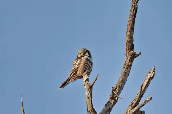 Chouette Fauve Nord Assise Sur Arbre — Photo