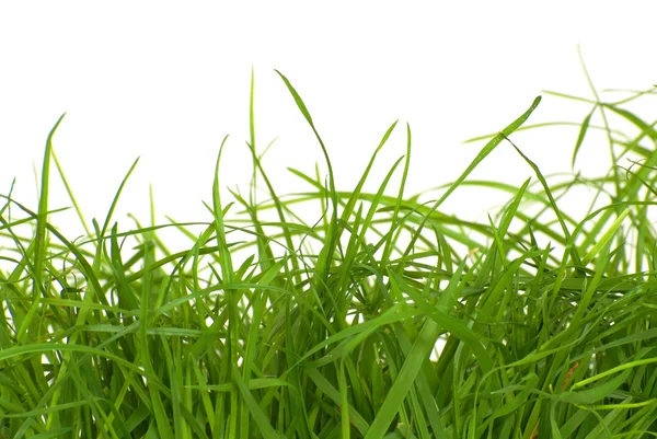Isoliertes Gras-Makro — Stockfoto