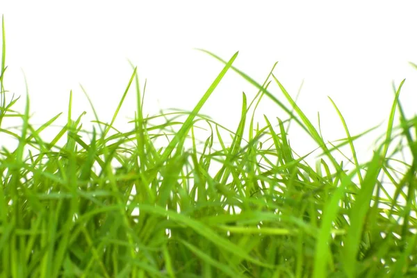 孤立的新鲜绿草 — 图库照片