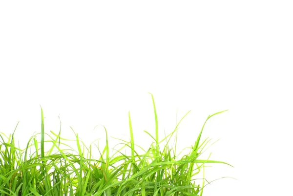 Erba verde isolata — Foto Stock