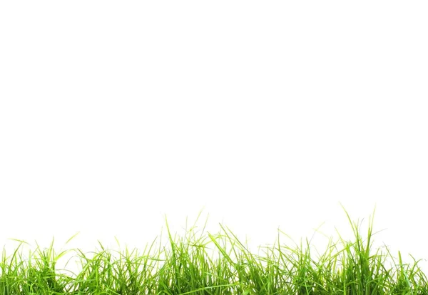 新鲜绿草背景 — 图库照片