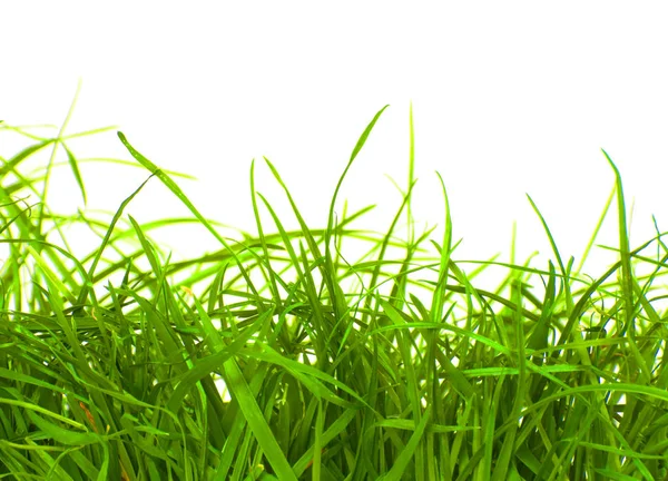 Свежая зеленая трава — стоковое фото