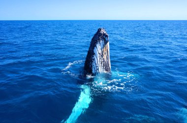 Hervey Körfezi ve Fraser Adası yakınlarında Avustralya kıyılarına yakın mavi sularda kambur balina.