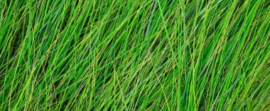 Taze yeşil çimen makrosu