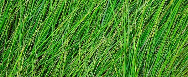 Μακροεντολή Από Φρέσκο Πράσινο Γρασίδι — Φωτογραφία Αρχείου