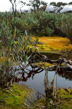 Mount Roraima Venezuela
