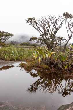 Mount Roraima Venezuela