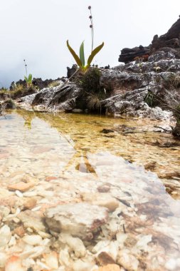 Mount Roraima Venezuela