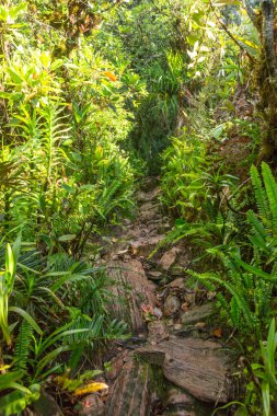 Mount Roraima Venezuela