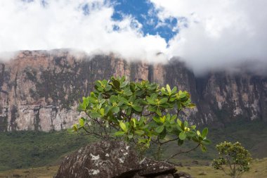 Mount Roraima Venezuela