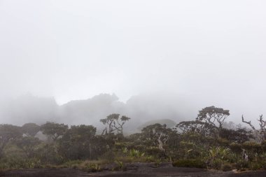 Mount Roraima Venezuela