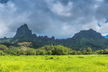 Moorea Adası Fransızca Polinezyası.