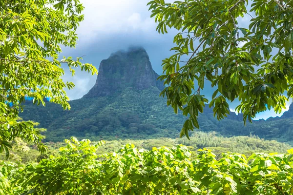 Isla Moorea Polinesia Francesa — Foto de Stock