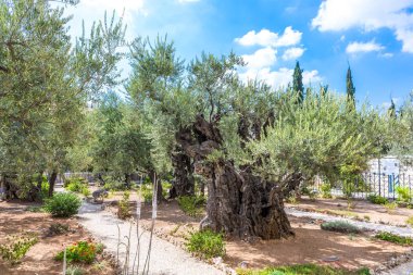 Bahçe Gethsemane eski zeytin ağaçlarında. Kudüs İsrail'in meşhur tarihi mekanlar.