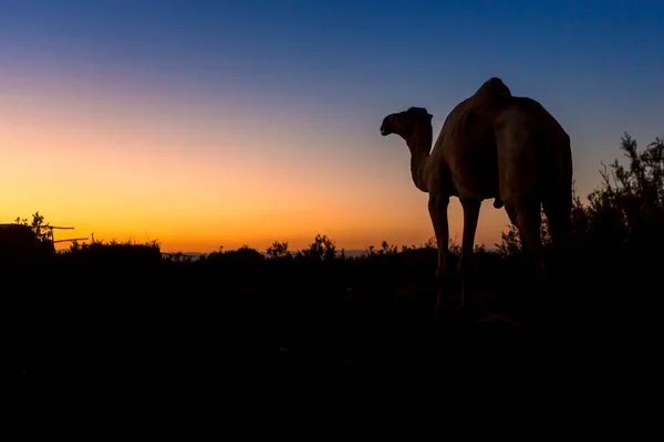 Danakil depressie Ethiopië, Mekelle. — Stockfoto