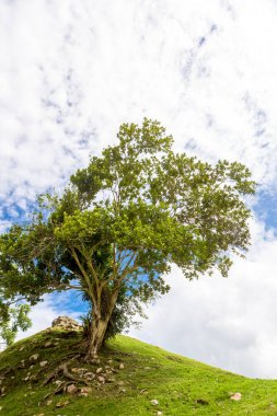 Belize, Orta Amerika, Altun Ha Tapınağı.