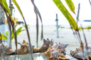 Belize 'de tropik cennet, Orta Amerika, deniz kabuğu