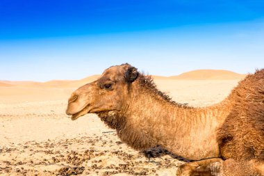 Fas 'taki Sahra Çölü' nde Merzouga.