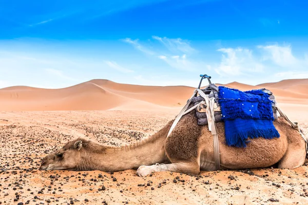 Merzouga v poušti Sahara v Maroku — Stock fotografie
