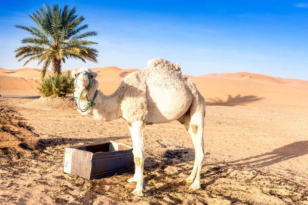 Merzouga Στην Έρημο Σαχάρα Στο Μαρόκο — Φωτογραφία Αρχείου