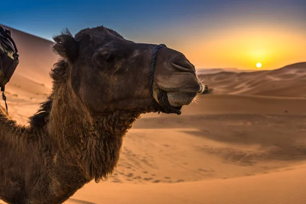 Merzouga Poušti Sahara Maroku — Stock fotografie