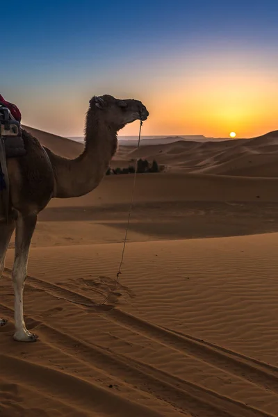 Мерзуга Пустыне Сахара Марокко — стоковое фото