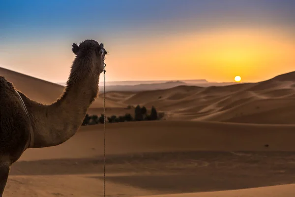 Merzouga Marokkói Szahara Sivatagban — Stock Fotó