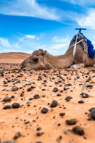Merzouga Στην Έρημο Σαχάρα Στο Μαρόκο — Φωτογραφία Αρχείου