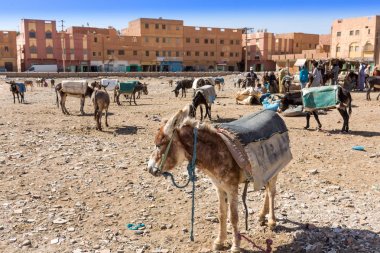 Rissani market in Morocco and the parking of donkeys and mules. clipart
