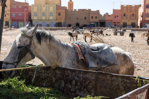Рынок Риссани Марокко Стоянка Ослов Мулов — стоковое фото