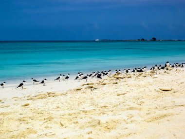 Los Roques, Venezuela harika adalar. Cennet Adaları.