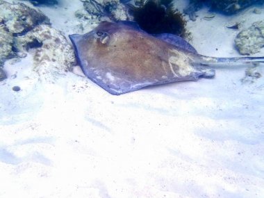 Los Roques, Venezuela harika adalar. Cennet Adaları.