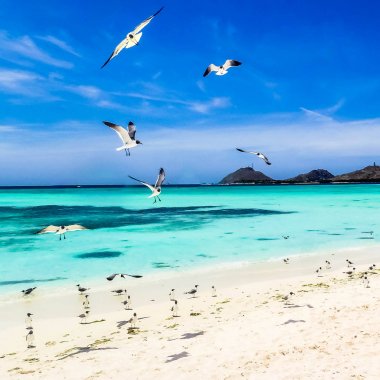 Los Roques, Venezuela harika adalar. Cennet Adaları.