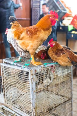 Fes, Fas, 03/16/2016. Yerel halk günlük faaliyetleri şehir piyasada. Afrika.