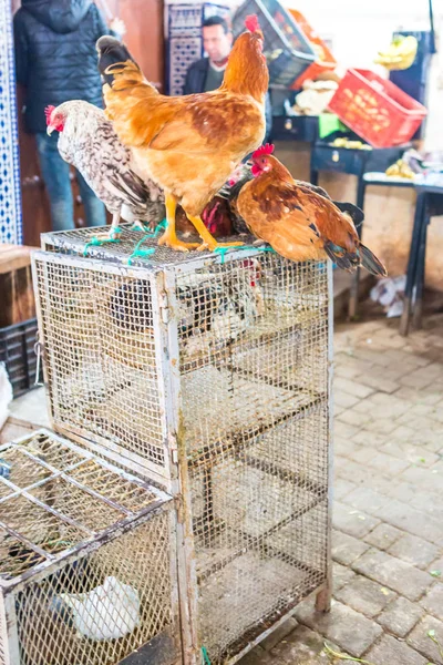 Fes, Fas, 03/16/2016. Yerel halk günlük faaliyetleri şehir piyasada. Afrika.