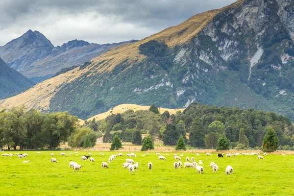 Queenstown New Zealand City Adventure Nature — Stock Photo, Image