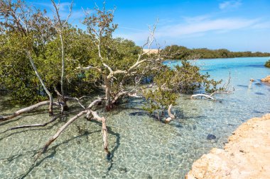 Mısır 'da Ras Mohamed Ulusal Parkı.