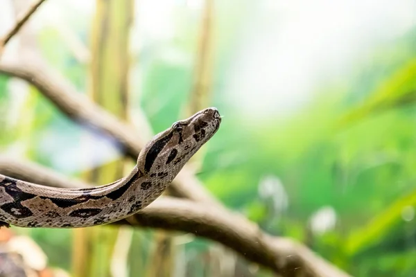 Boa Constritor Uma Espécie Cobra Grande Encorpada Perigo Animal — Fotografia de Stock