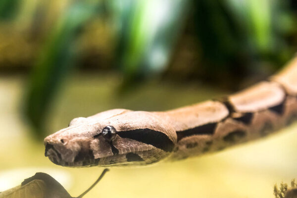 Boa constrictor, a species of large, heavy-bodied snake. Danger animal.