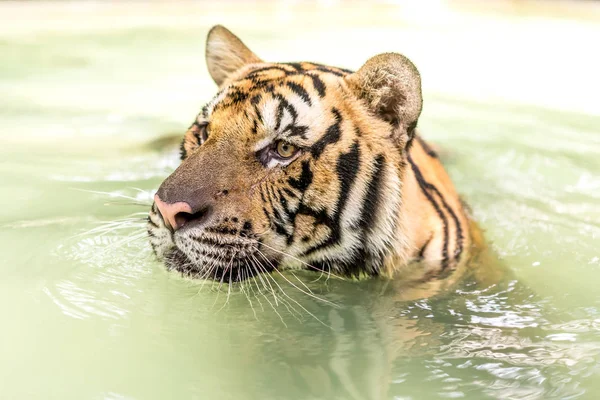 Tiger Een Ongelooflijke Dier Van Natuur Asia — Stockfoto