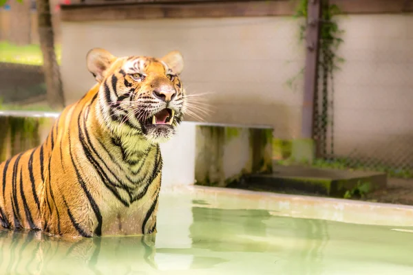 Tiger Een Ongelooflijke Dier Van Natuur Asia — Stockfoto