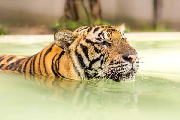 Tiger Een Ongelooflijke Dier Van Natuur Asia — Stockfoto