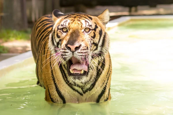 Tigre Animal Incrível Natureza Ásia — Fotografia de Stock
