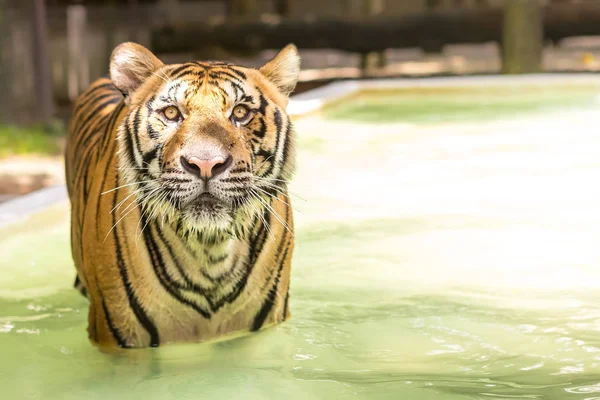 Tiger Een Ongelooflijke Dier Van Natuur Asia — Stockfoto