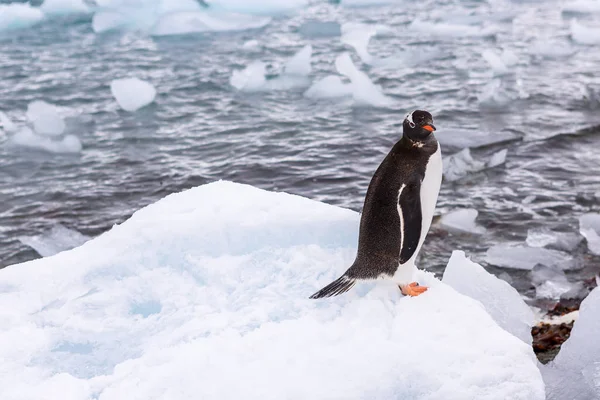 Hermoso paisaje y paisaje en la Antártida — Foto de Stock