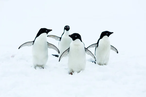 Beau paysage et paysage en Antarctique — Photo